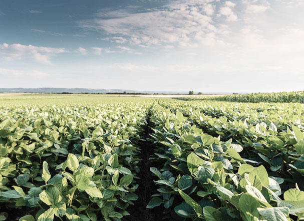 Visão de campo rural, com várias mudas de planta