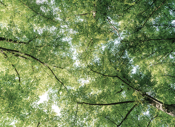 State Court of Rio de Janeiro suspended issuance of new environmental licenses