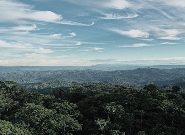 Visão superior de zona florestal