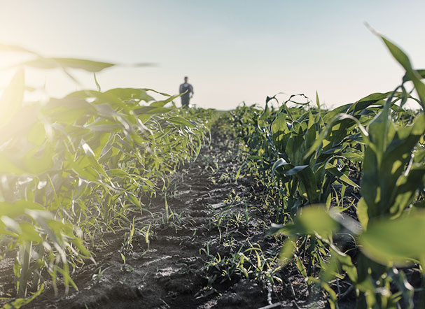 Perspectivas do agronegócio para 2023