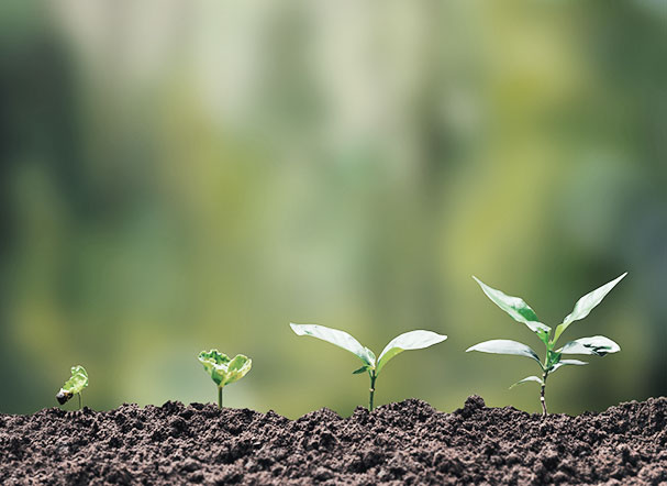 Image of four tree seedlings, at different stages of growth, arranged from smallest to largest.